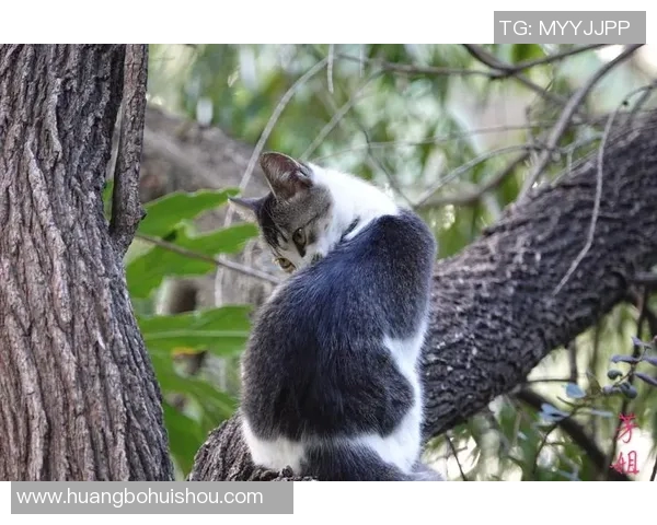重庆足球队的崛起之路：揭秘他们背后的力量与激情